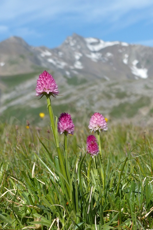 Nigritella corneliana, una regina nelle Alpi occidentali  Savoia francese   luglio 2023.